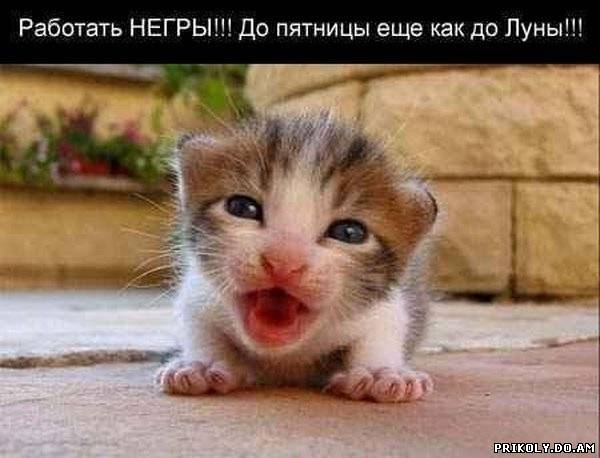 B cнова понедельник (16 фото)